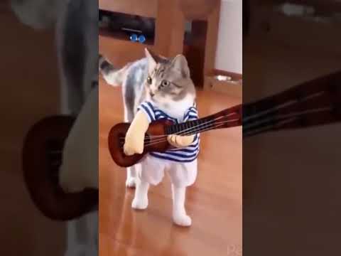 Funny Cats Compilation Video