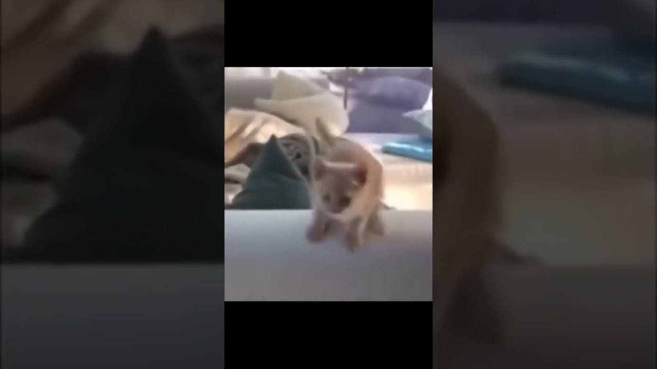 Funny Cats Worlds   Funny Cats Videos #24