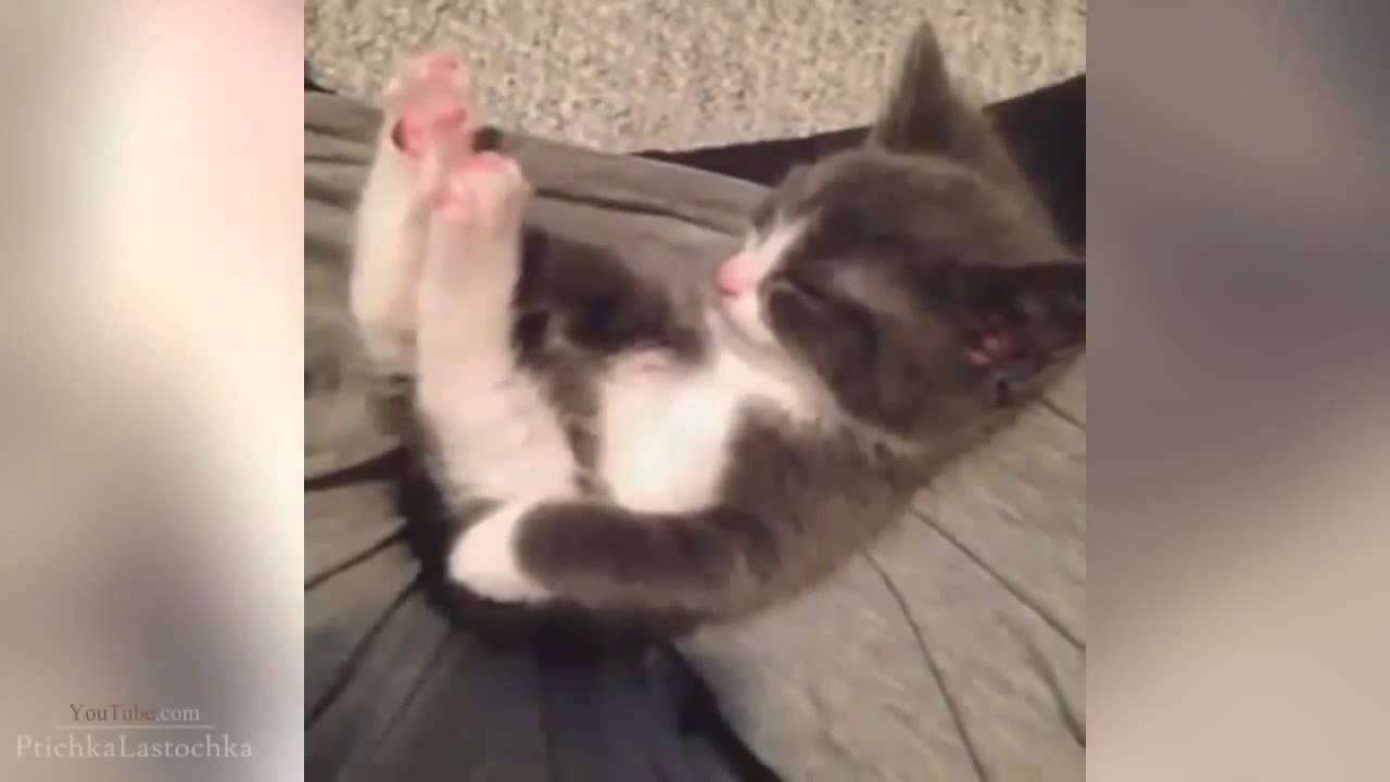 Funny Cats videos-funny videos-funny cats compilation-funny animals #2