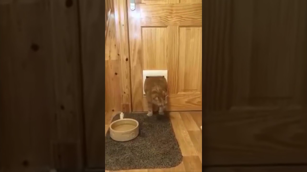 Funny Fat Cat Getting Stuck At The Pet Door #shorts