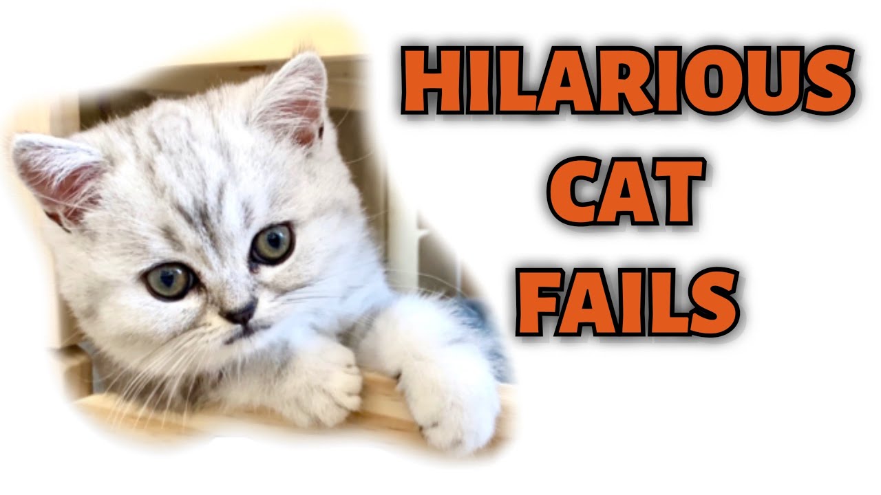 Funny Hilarious Cat Fails