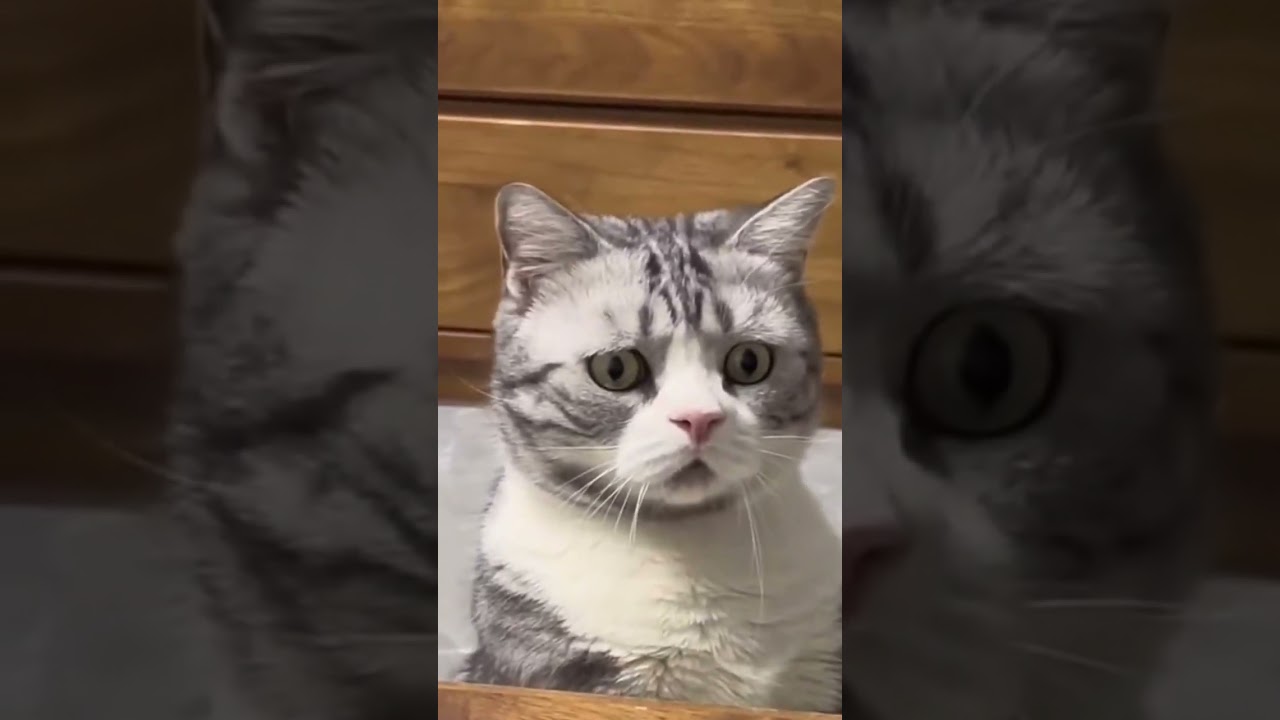 Funny and Cute Cats | #shortvideo #shorts #short