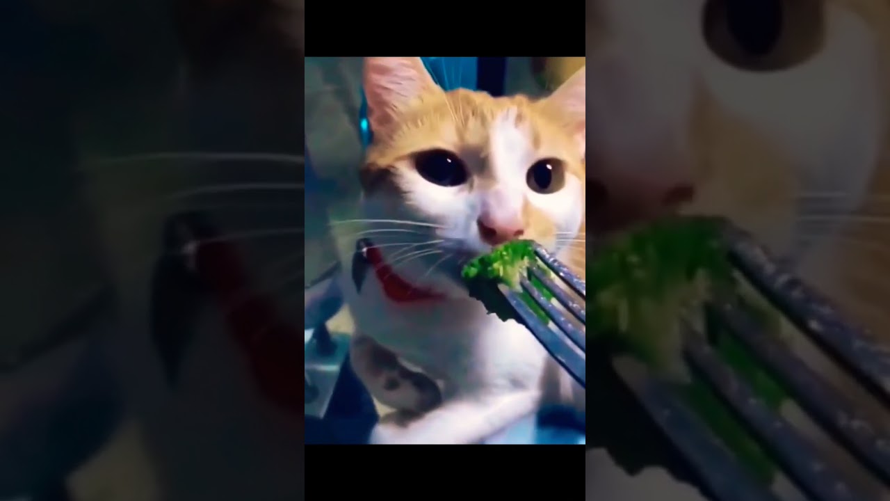 Funny animals - Funny cat videos