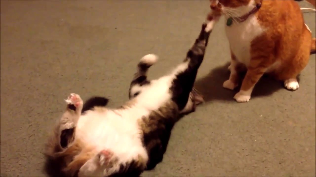 Funny cats fails - try not to laugh!