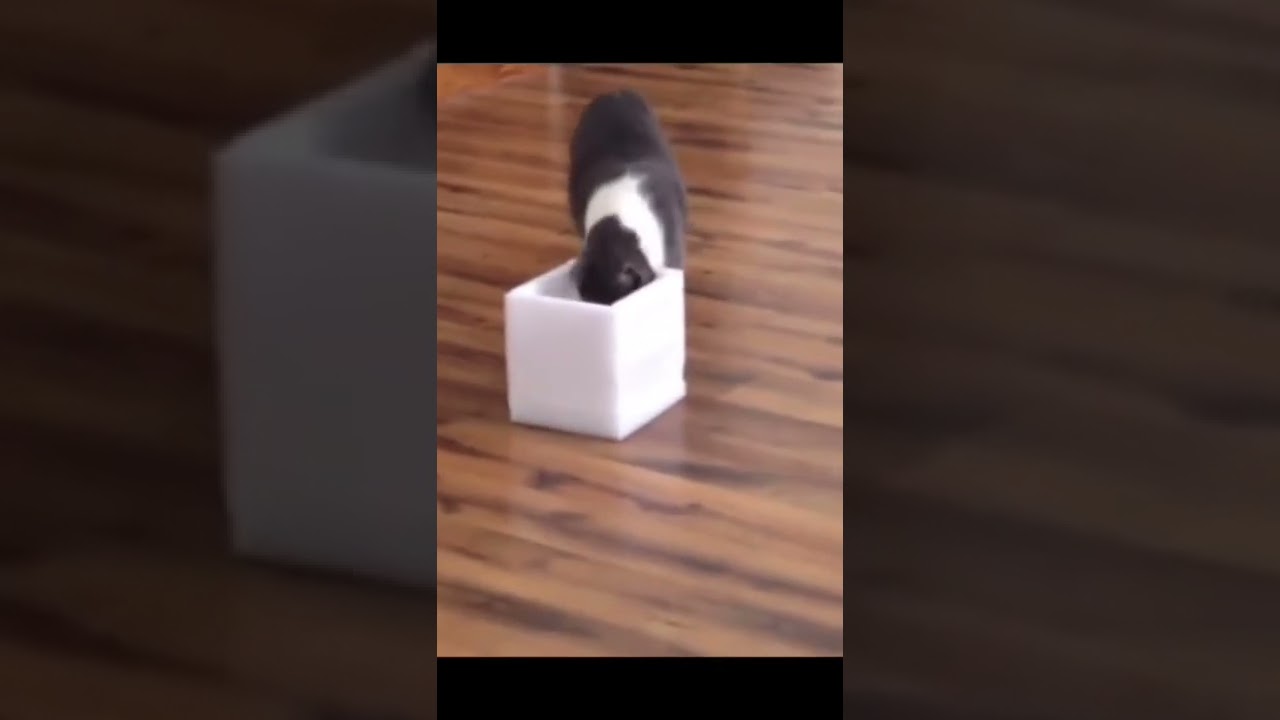 Hilarious Cat With A Box