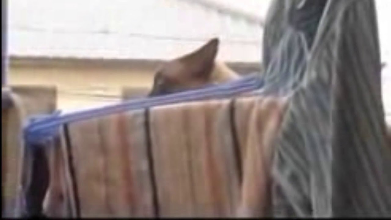 Hilarious Cat video