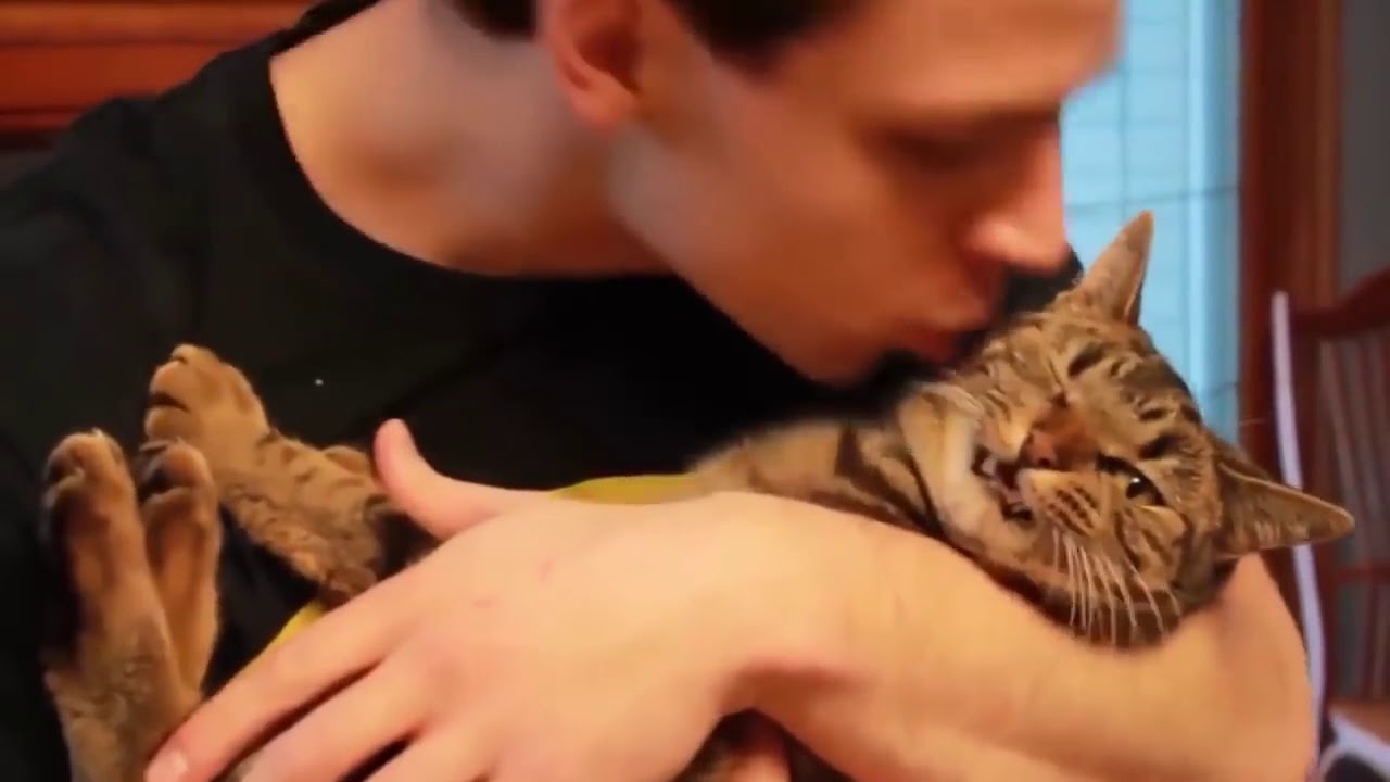 Hilarious Cats React To Kisses