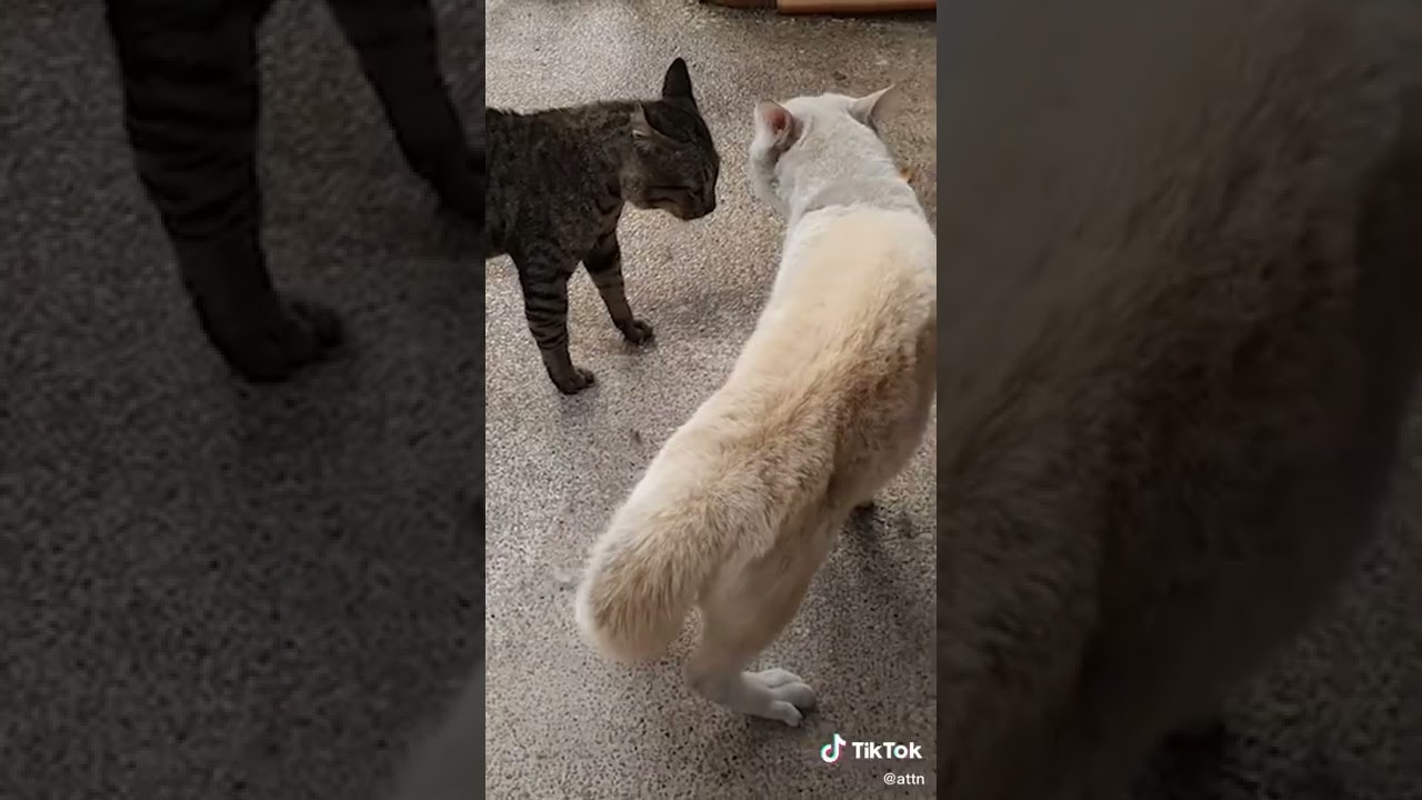 How to tell if a cat is playing or fighting.