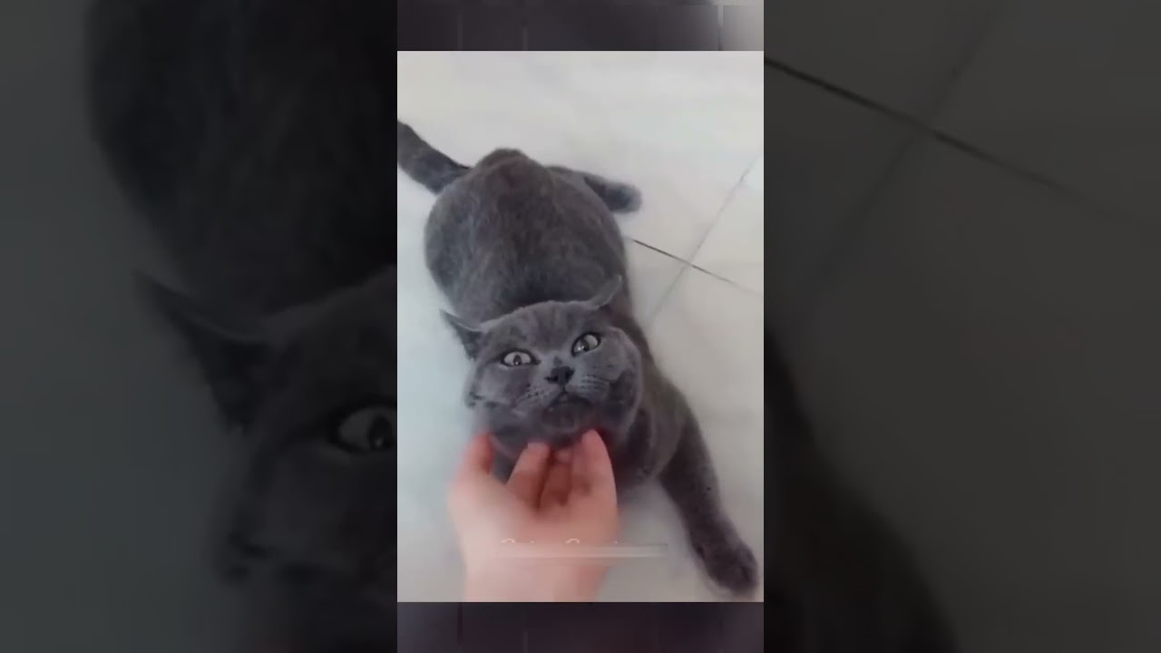 Laugh Out Loud with these Hilarious Pet Videos