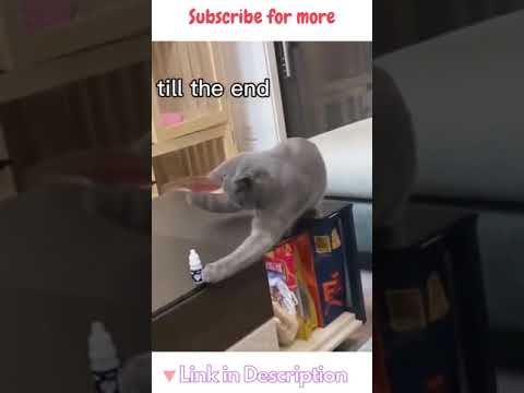 OCD Cat - Obsessive Compulsive Disorder Cat | Funny Cats #Shorts
