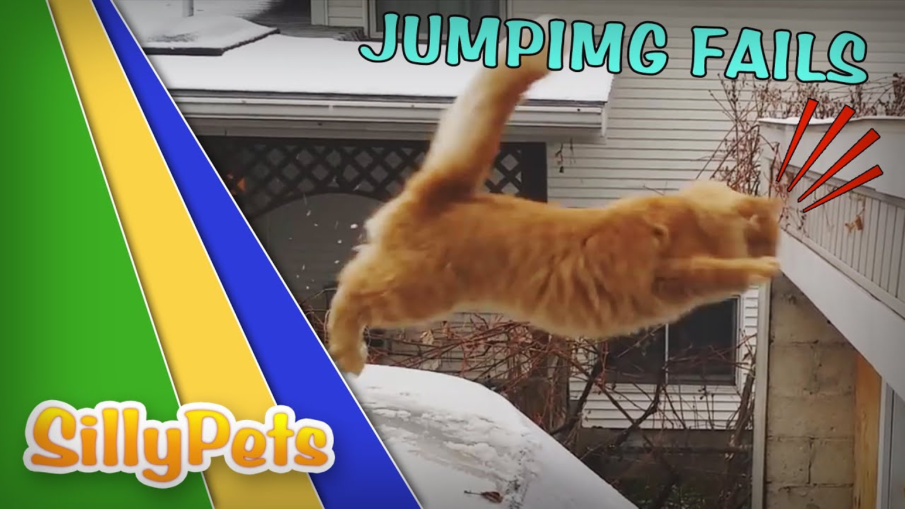 SO FUNNY - JUMPING CATS FAILS COMPILATION!