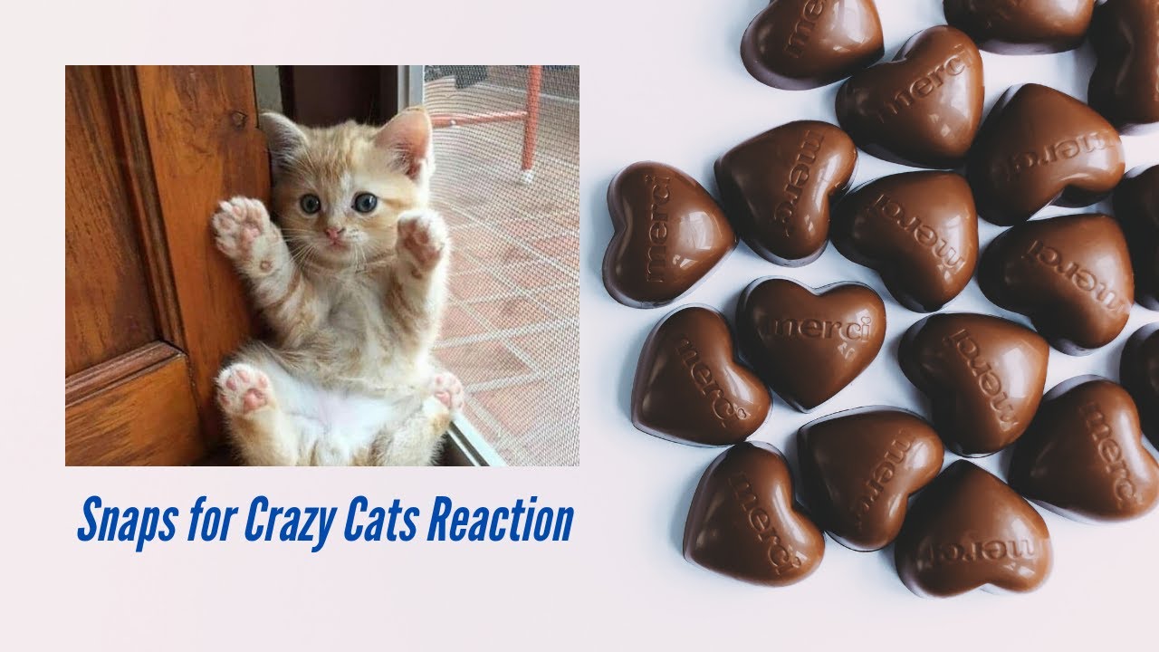 Snaps of Crazy Cats Compilation I Cute Cats I Smart Cats videos