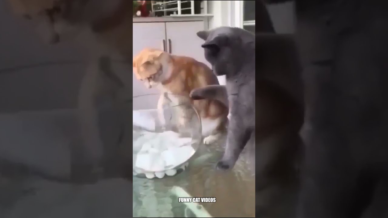 This cat defends his fish friend , Funny cat videos