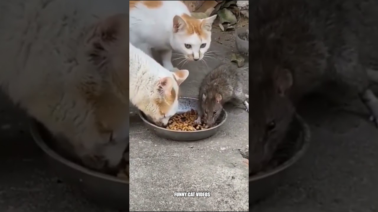 This mouse disturbs the cat who is eating, funny cat videos