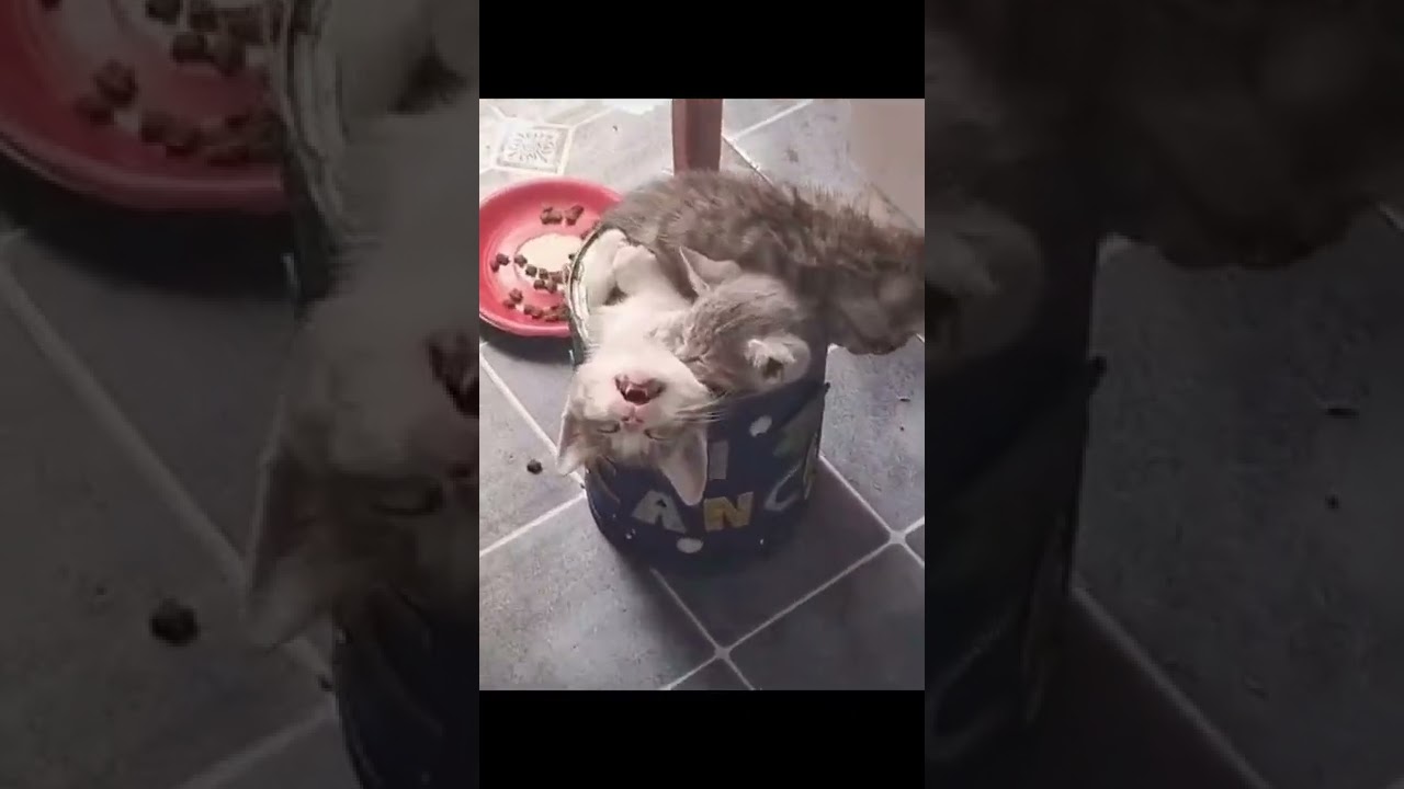 Try Not Laugh | Funny Cat TikTok Collection | Beautiful Kitty Moments #shorts #youtube #cute #baby
