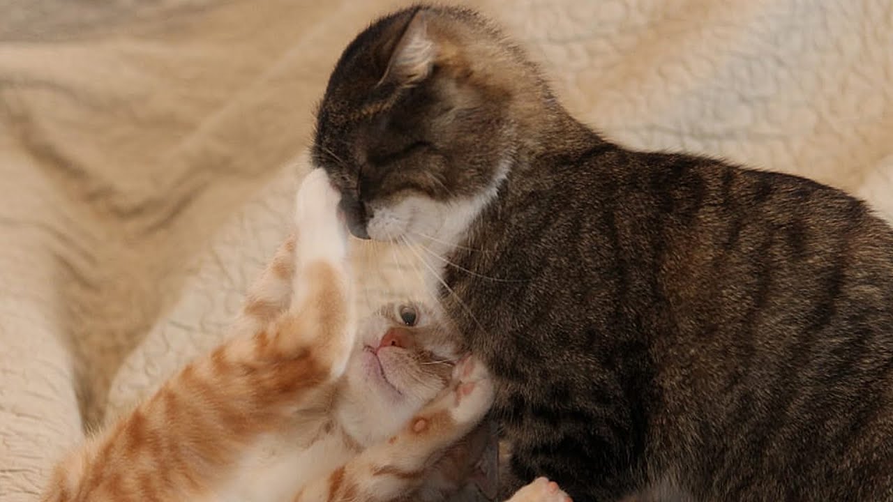 Two cute kittens playing and trying to fight each other