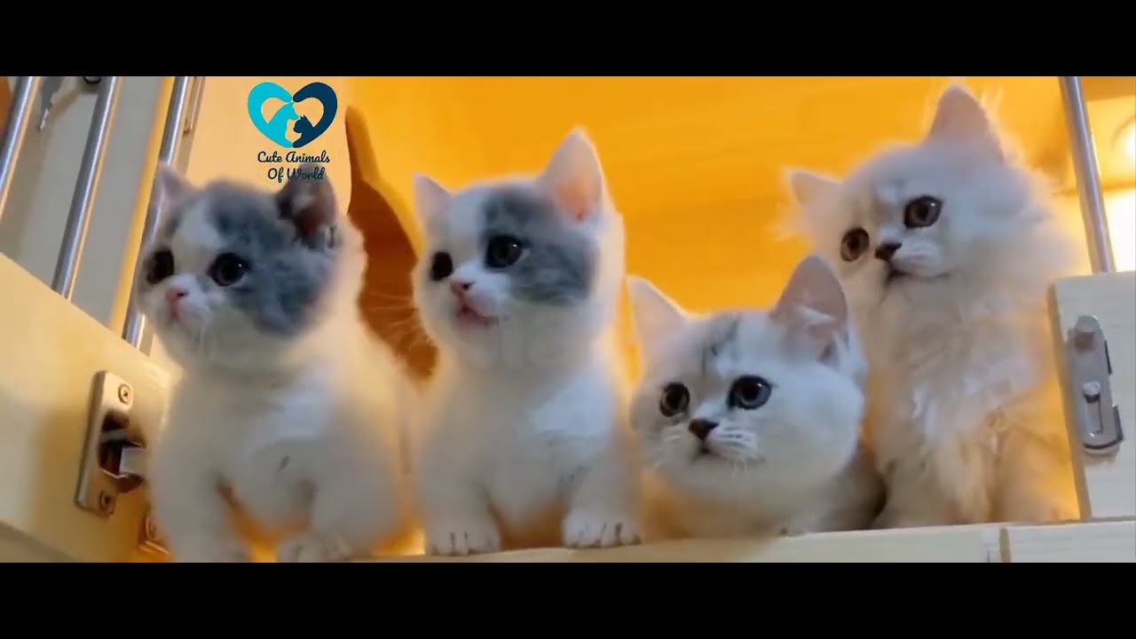 Watching Funny Cute Cats Video || Cute Animals Of World