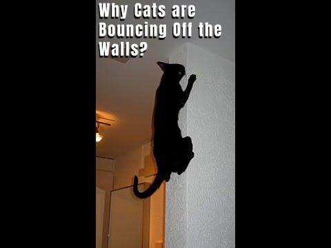 Why Cats are Bouncing Off the Walls? #Shorts
