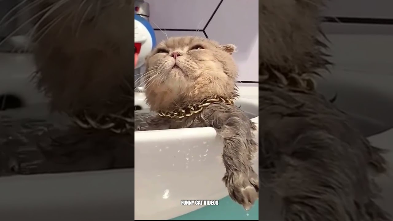 boss cat bathing in the bathtub , funny cat videos