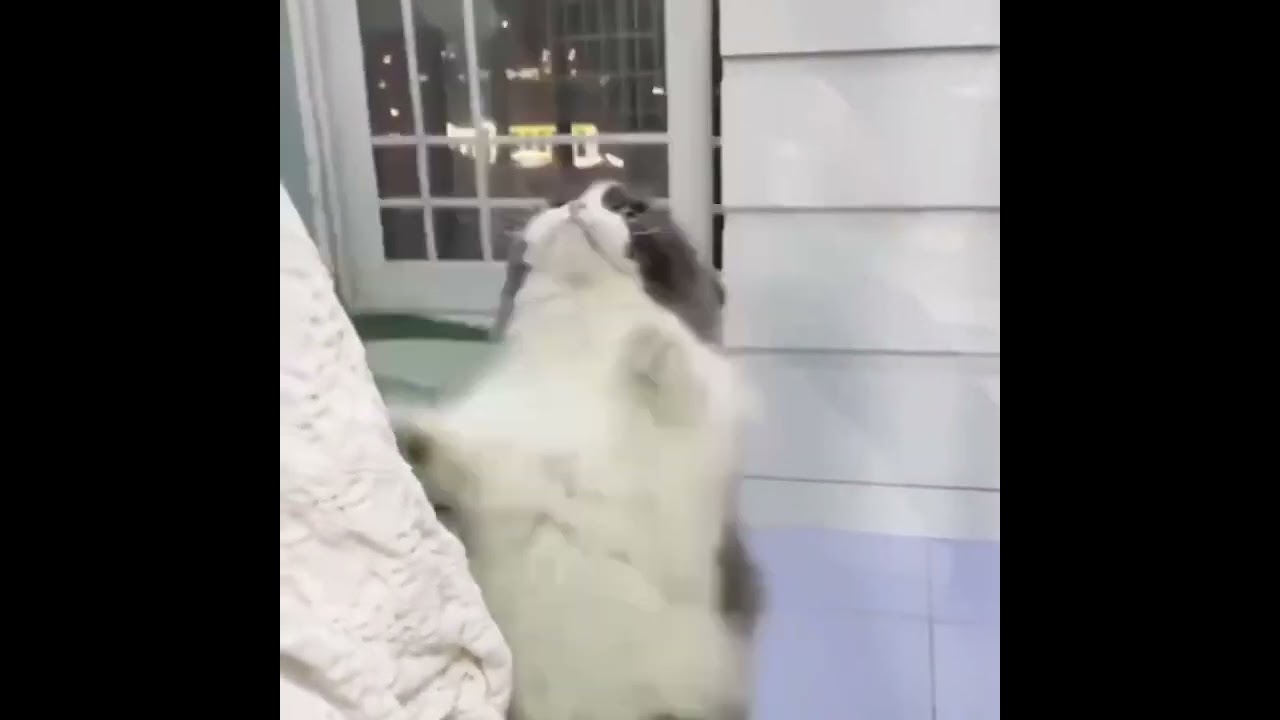 cat dance