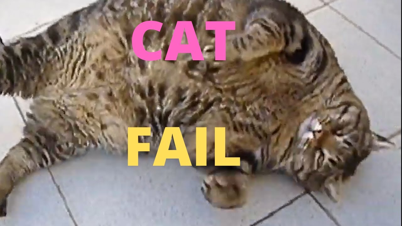 cat fail