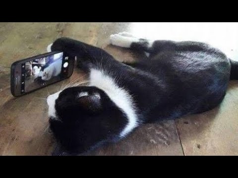 crazy cat videos 2022 funniest cats #cat #catvideos #funnyanimalvideos