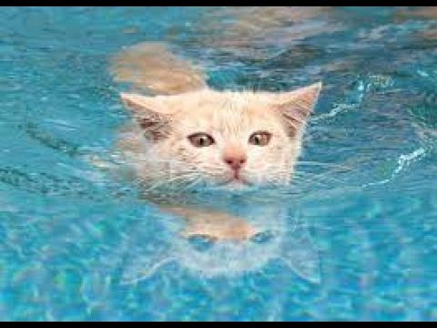 cute cat swimming | animals | cat | funny cats | cat videos | pet