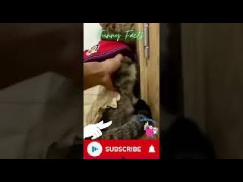 #funny cats | Cats Video | Cute Kitten #shorts