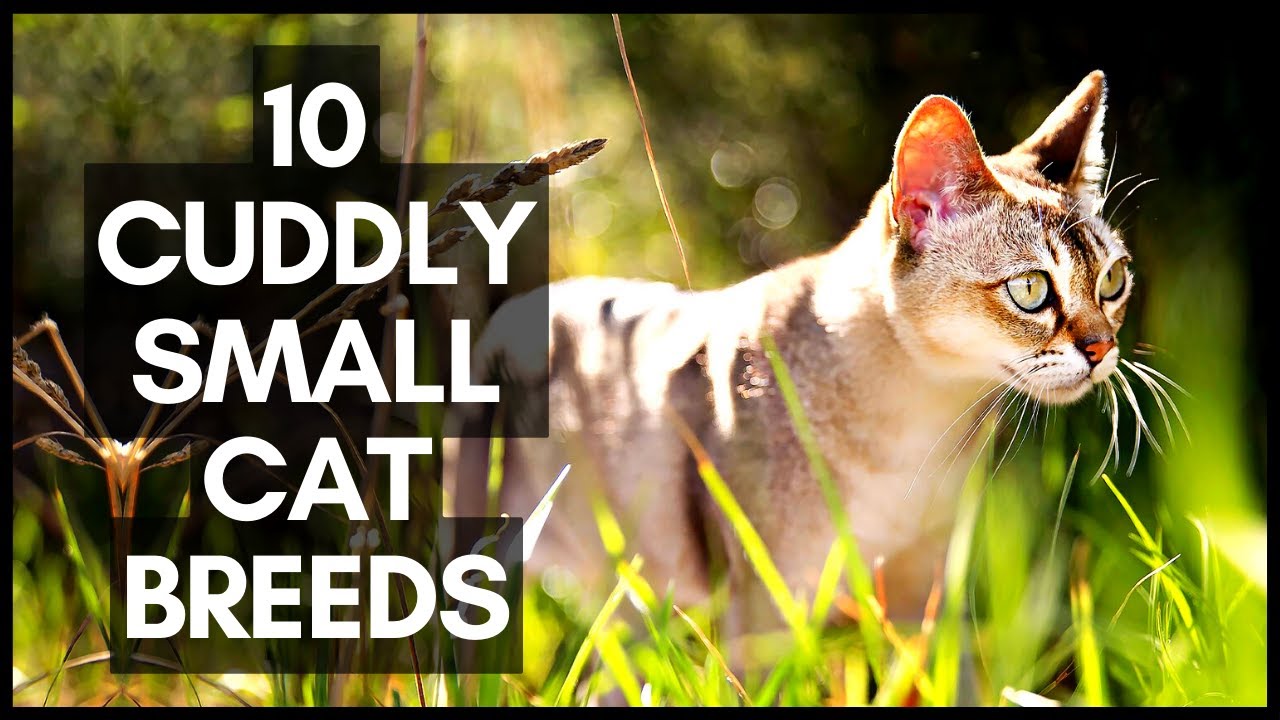 10 Cuddly Small Cat Breeds