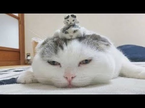 The Best Funny Cat Videos Of The 2021 - Funny Cats Compilation #11
