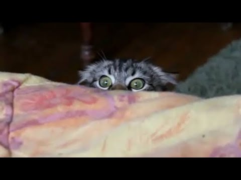 The Best Funny Cat Videos Of The 2021 - Funny Cats Compilation #09