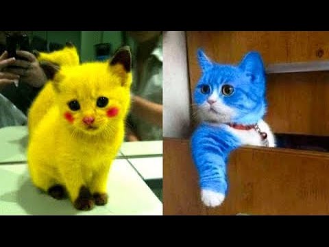 The Best Funny Cat Videos Of The 2021 - Funny Cats Compilation #24