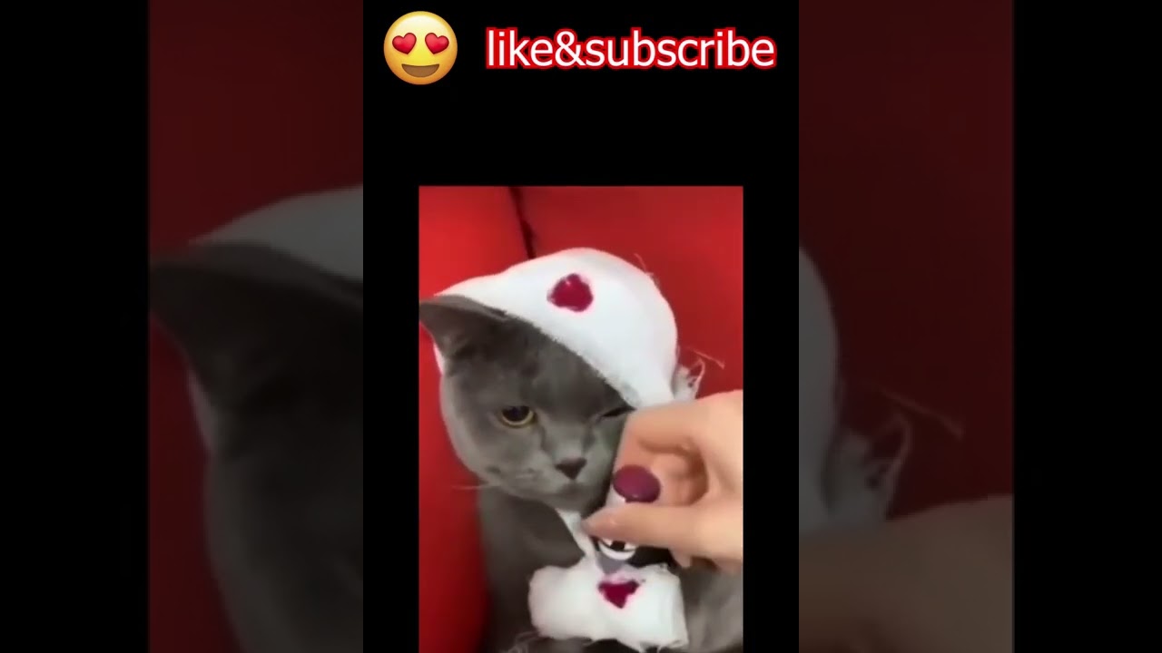 cute cats videos
