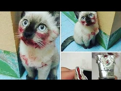 The Best Funny Cat Videos Of The 2021 - Funny Cats Compilation #06