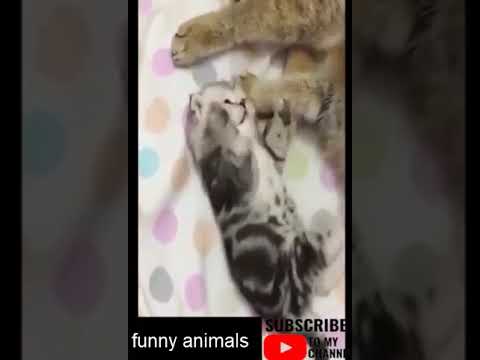 #cute #animals #funny #animal #videos #funnyanimalslife #club #cats #dogs #shorts