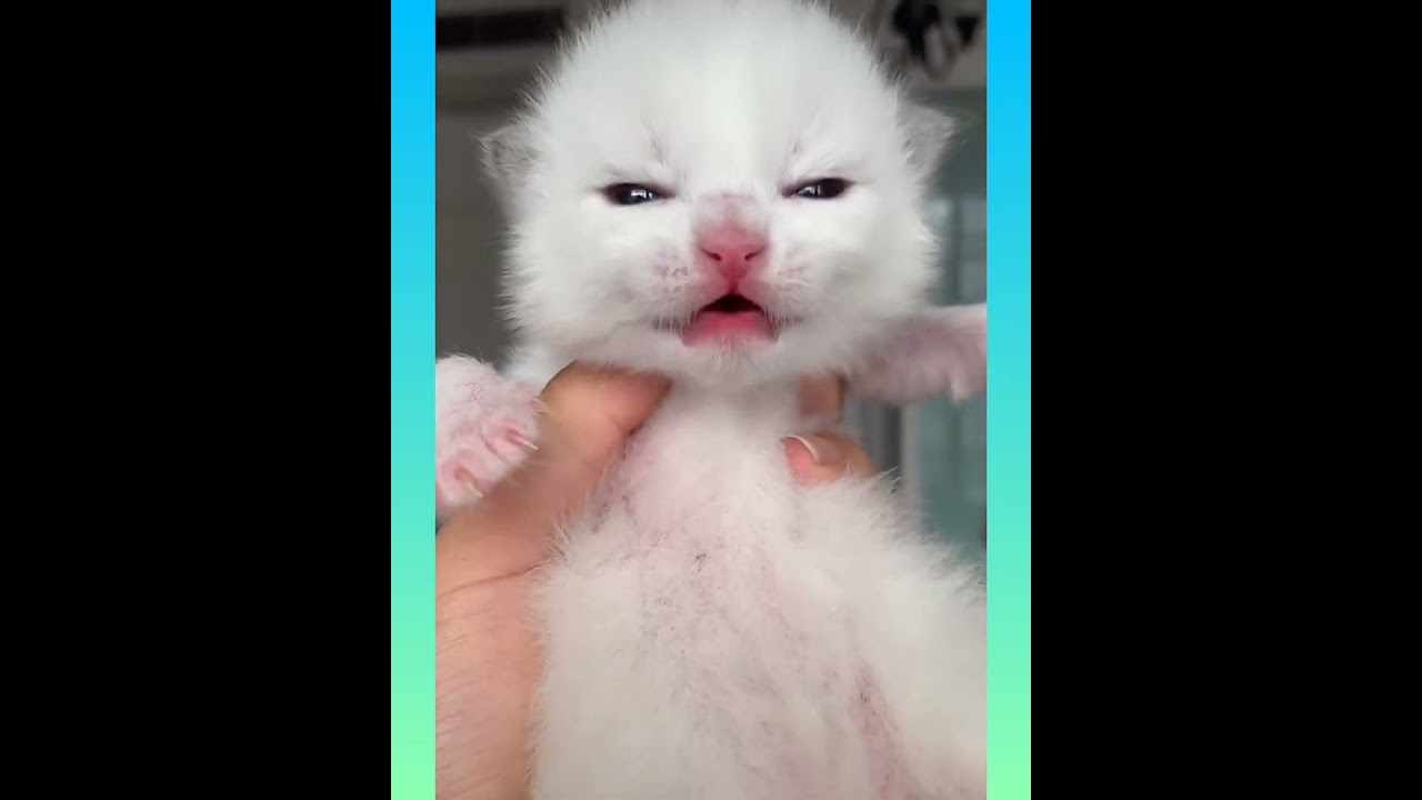 27 Cute and Funny Cat Videos Compilation #short