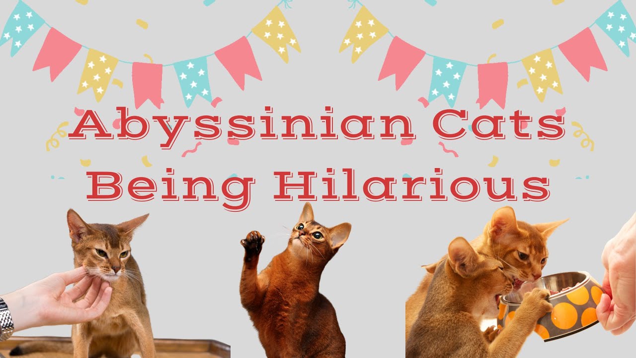 Abyssinian Cats Being Hilarious:Funny Moments and Adorable Antics Caught on Camera