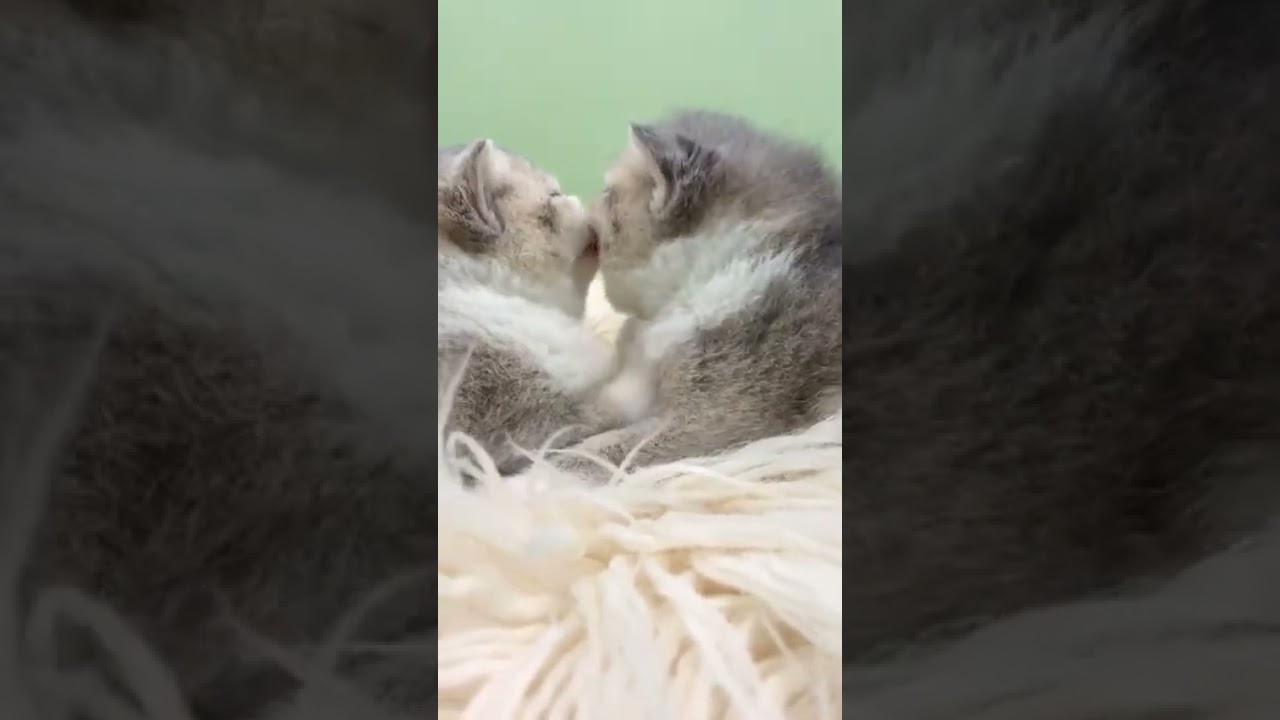 Awww Funny Cute Lovely Cats Kissing Together | Funny Baby Cat Videos