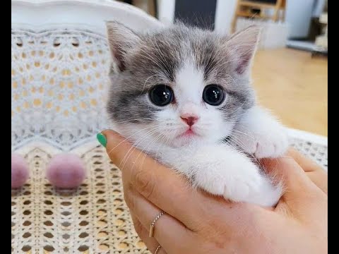 Baby Cats - Cute and Funny Cat Videos Compilation -(Cat Funny Videos )