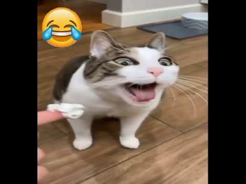 Best Funny Cats and  Dogs Videos  - Funniest Animals Videos #funny #animals