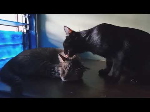 Black Cat (Pepper) Licking Her Mother (Angel) But Being Rejected