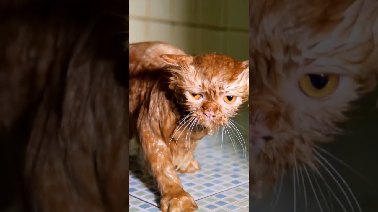 Cat Bathing #shorts #short #cats #cat #viral #youtubeshorts