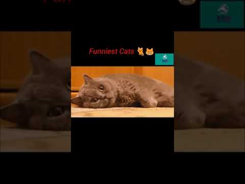 Cat fails and funny cats #Aww Animals