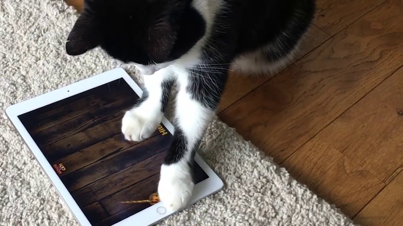 Cat playing with iPad Game