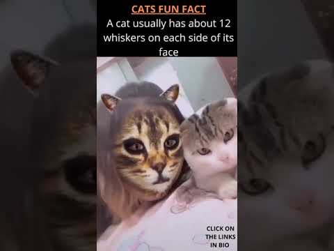 Cat reacts to cat face filter; funny video.