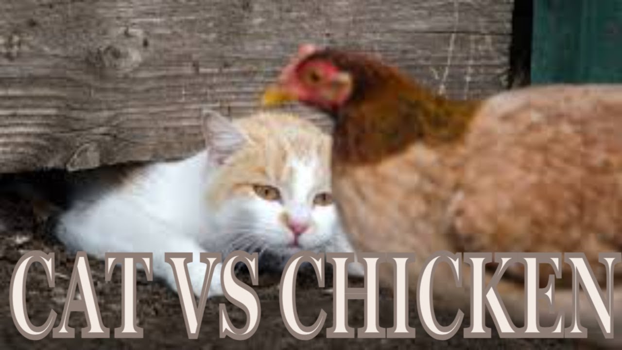 Cat vs Chicken: Watch What Happens Next and Get Ready to Laugh in 2023#syl_vester #ukraine #reels