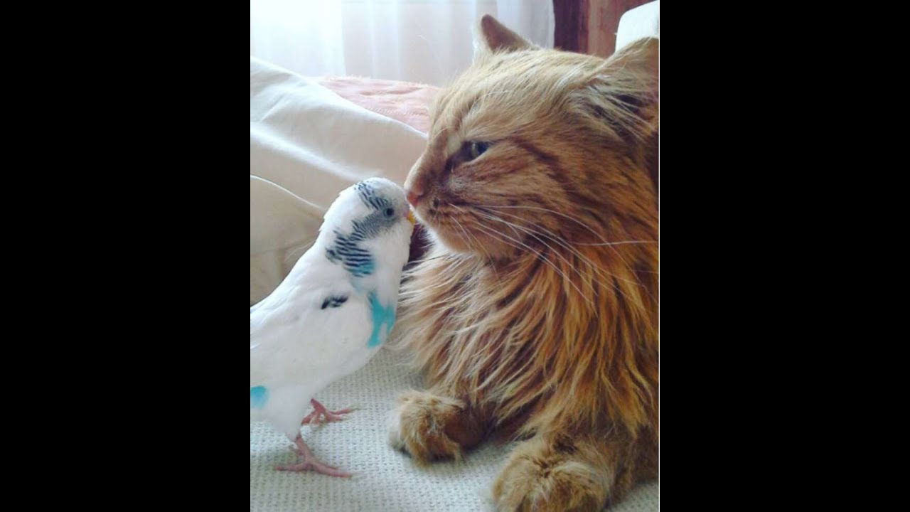 Cats and Birds| Funny Animals Video