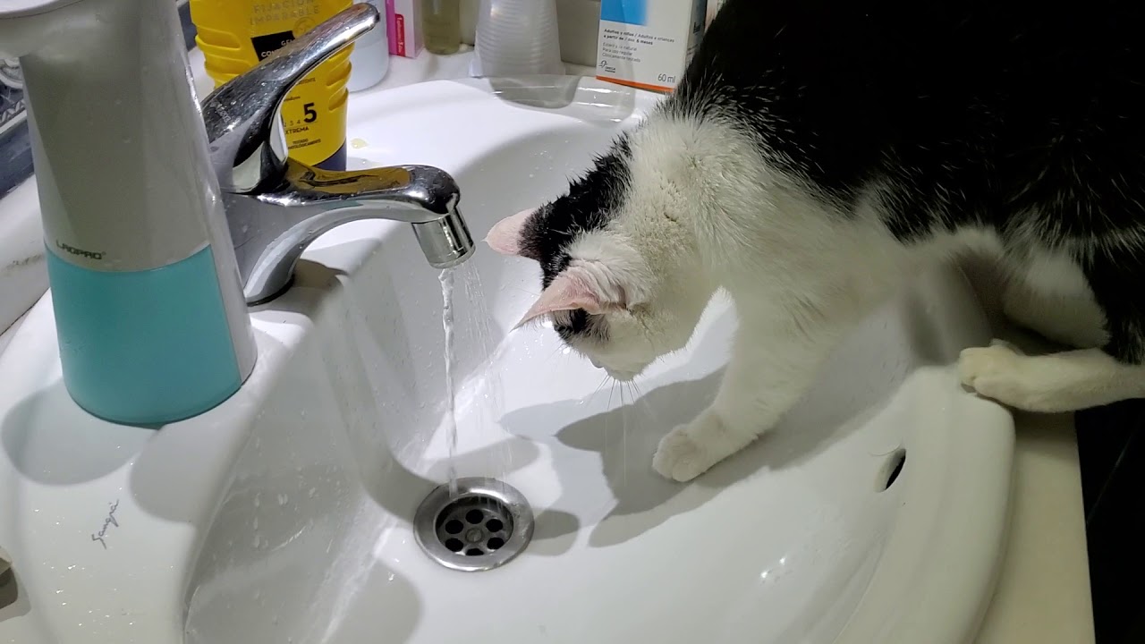 Crazy Cat drinking water