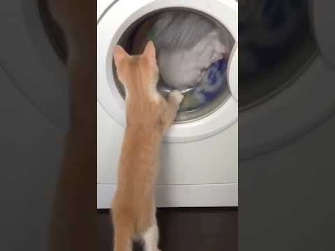 Crazy Cats Reaction Against Washing Machines (FUNNY VIDEOS) #Shorts