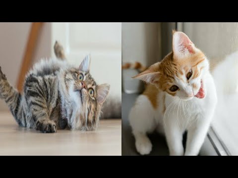 Cute-And-Crazy-Cats|Funny-Animals-compilations #TikTok #Shorts